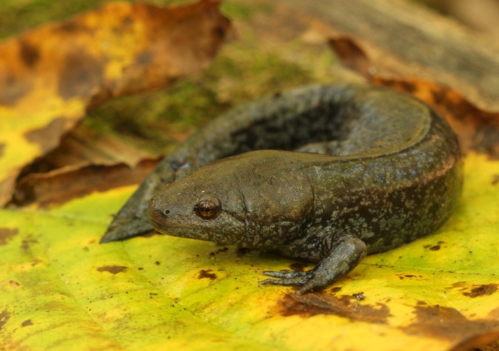 Mole Salamander